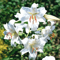 Casablanca Lily