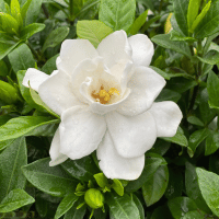 Gardenia