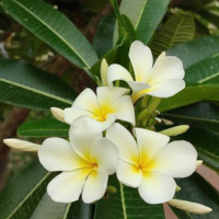Indian jasmine