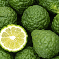 Italian Bergamot