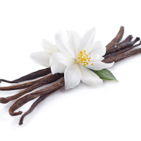 Vanilla