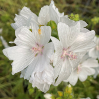 White musk