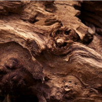 woods